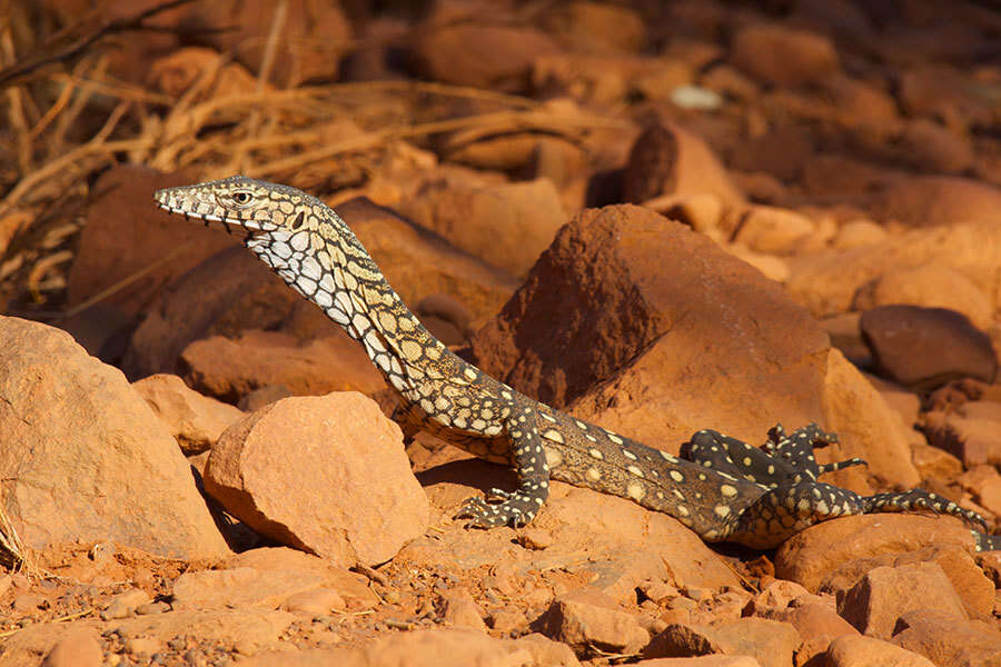 Image of Perentie