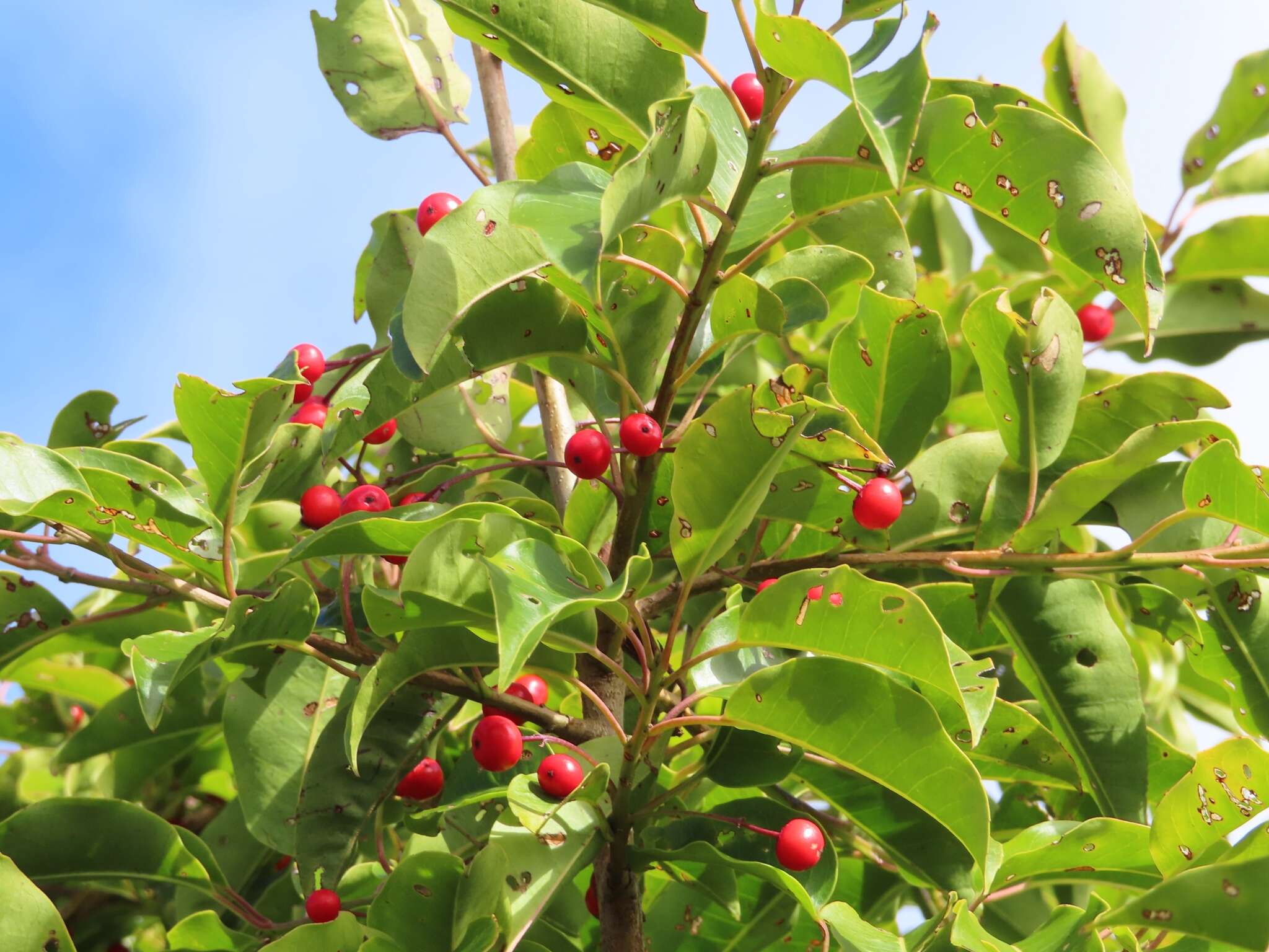 Image de Ilex pedunculosa Miq.