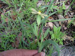 Image of Sisyrinchium tenuifolium Humb. & Bonpl. ex Willd.