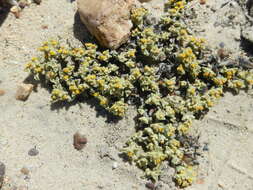 Image de Helichrysum leontonyx DC.