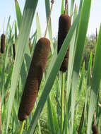 Image of broadleaf cattail