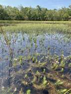 صورة Sclerolepis uniflora (Walt.) Britt., Sterns & Pogg.