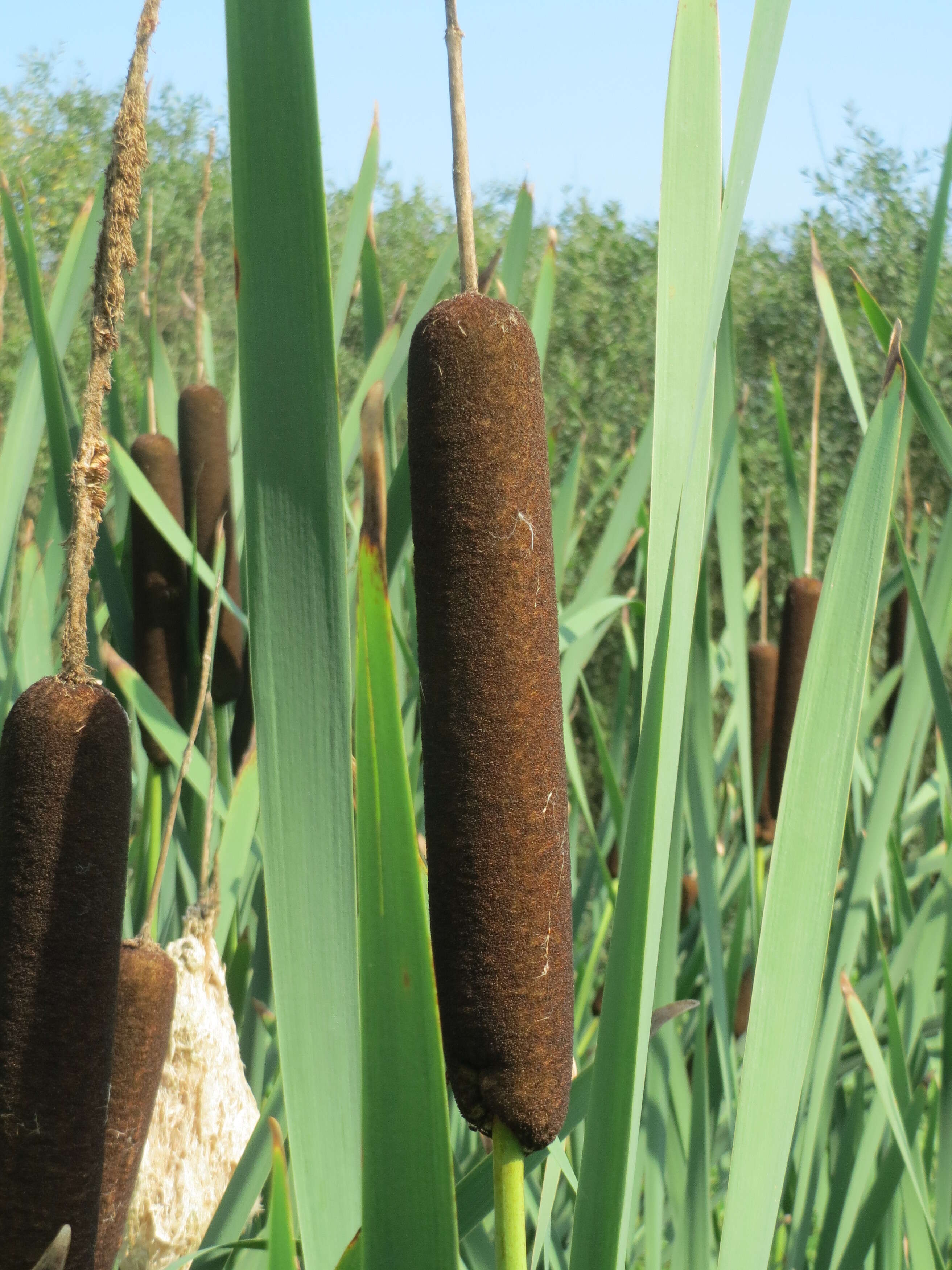 Image of broadleaf cattail