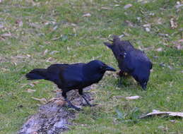 Imagem de Corvus coronoides Vigors & Horsfield 1827