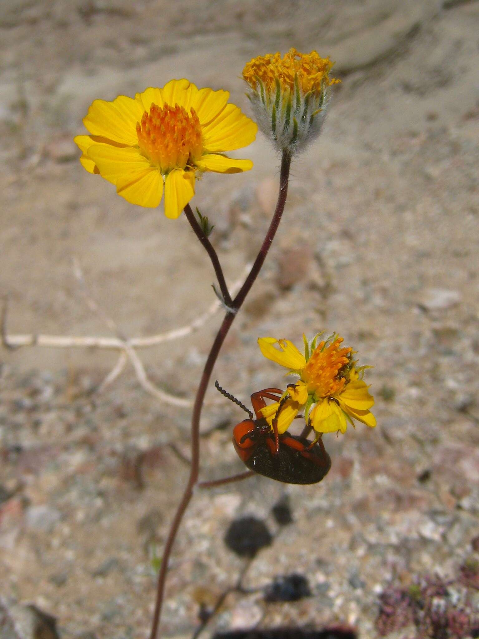 Image of Master Blister Beetle