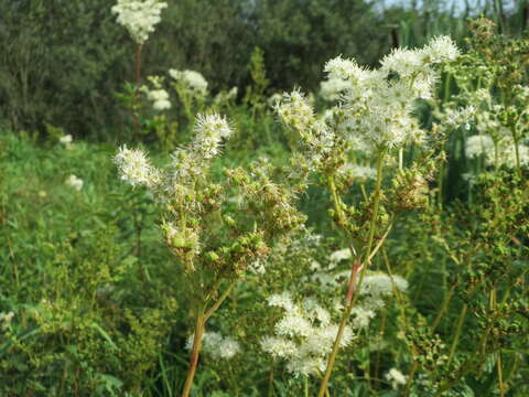 Image of Meadowsweet