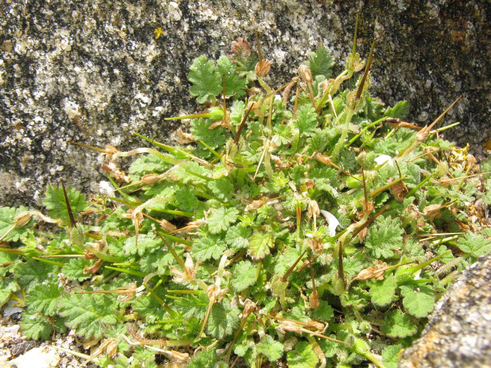 Слика од Erodium maritimum (L.) L'Her.