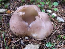 Imagem de Sarcosphaera coronaria (Jacq.) J. Schröt. 1893