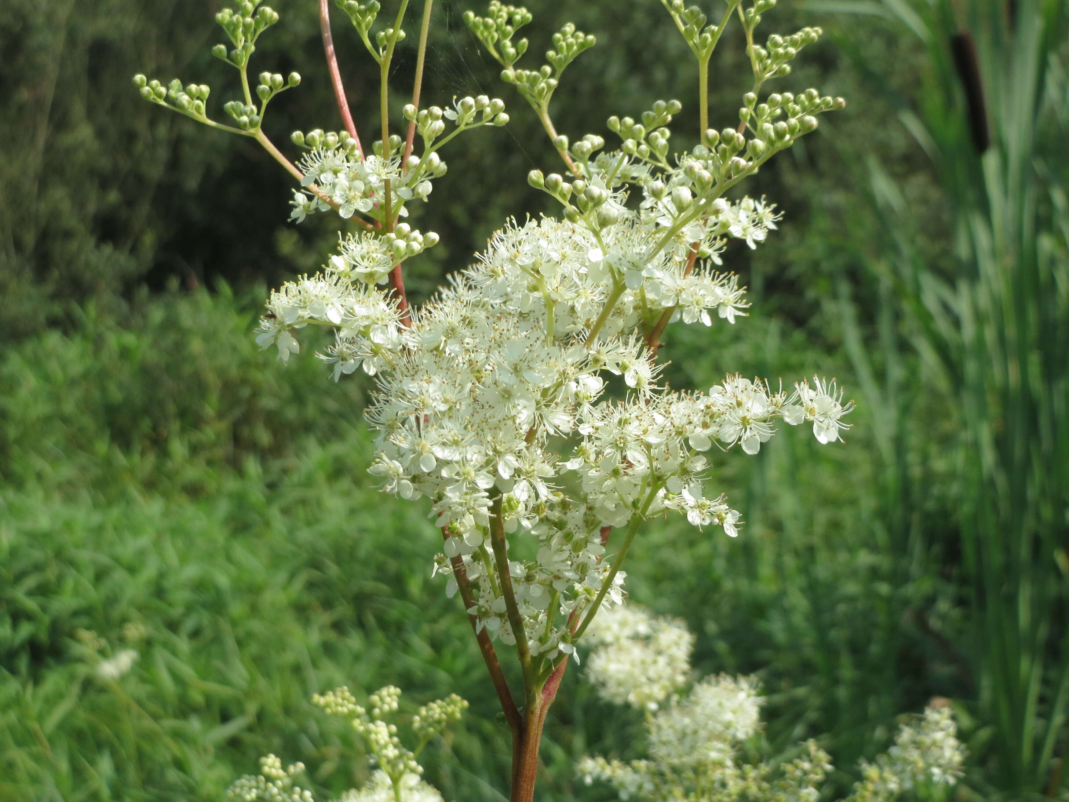 Image of Meadowsweet