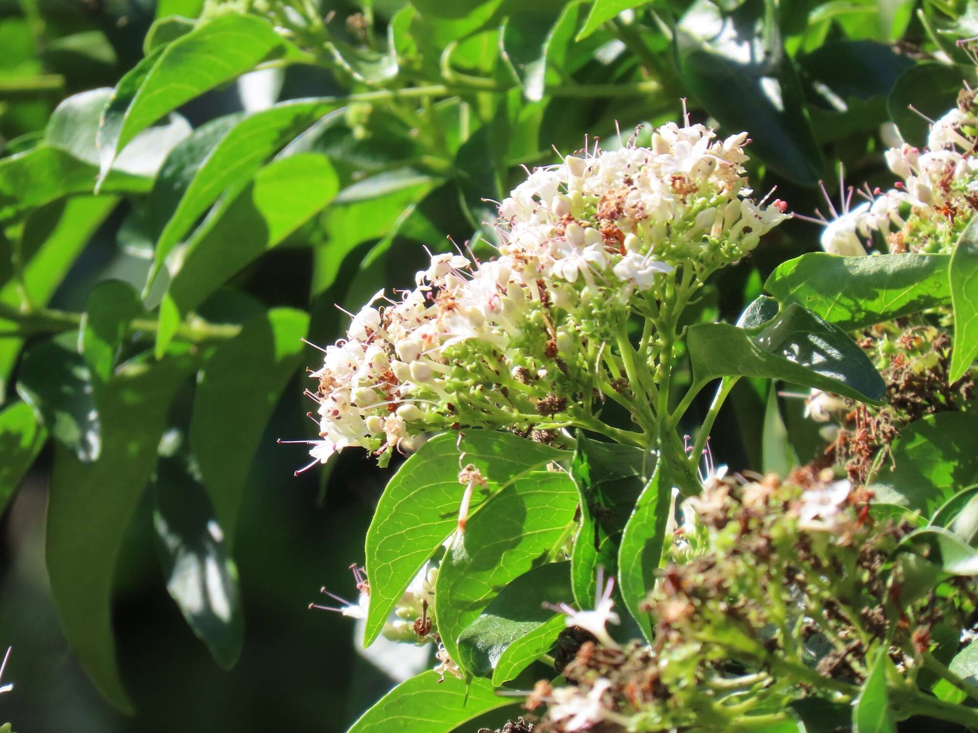 Imagem de Volkameria glabra (E. Mey.) Mabb. & Y. W. Yuan