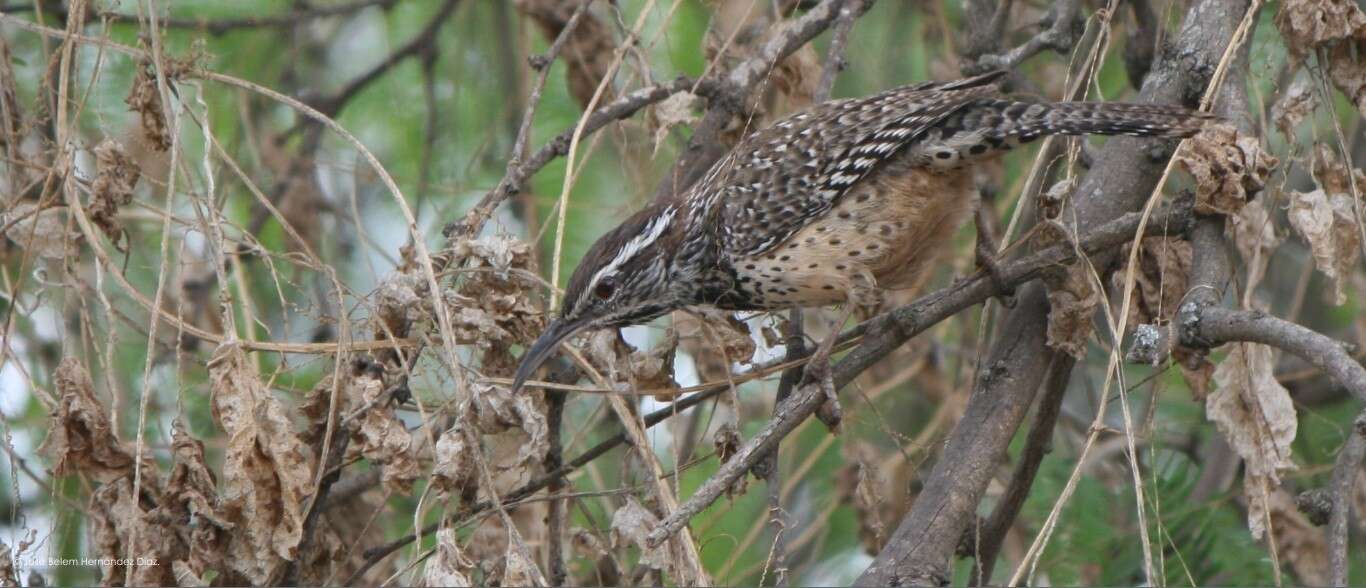 Image of Cactus Wren