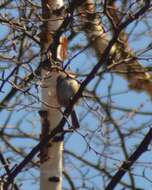 Image de Mésange à tête brune