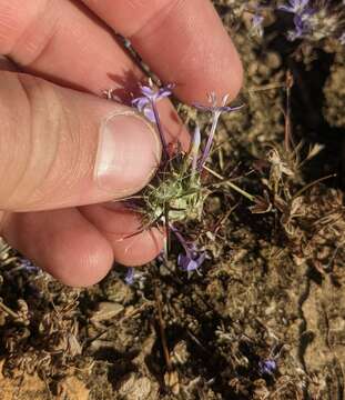 Image of Tehachapi woollystar