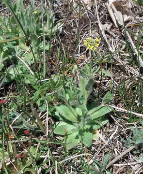 Image of woodland draba