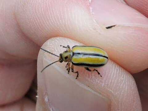 Image of Three-lined Lema Beetle