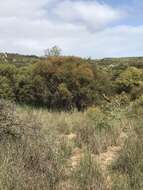 Image of Eucalyptus foecunda Schau.