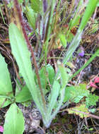 Image de Agoseris heterophylla (Nutt.) Greene