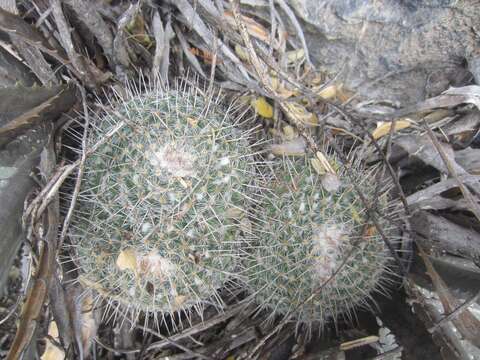 Image of Owl's eye cactus