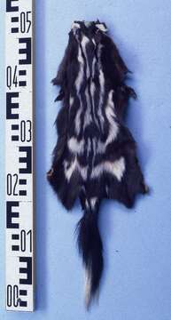 Image of Allegheny Spotted Skunk