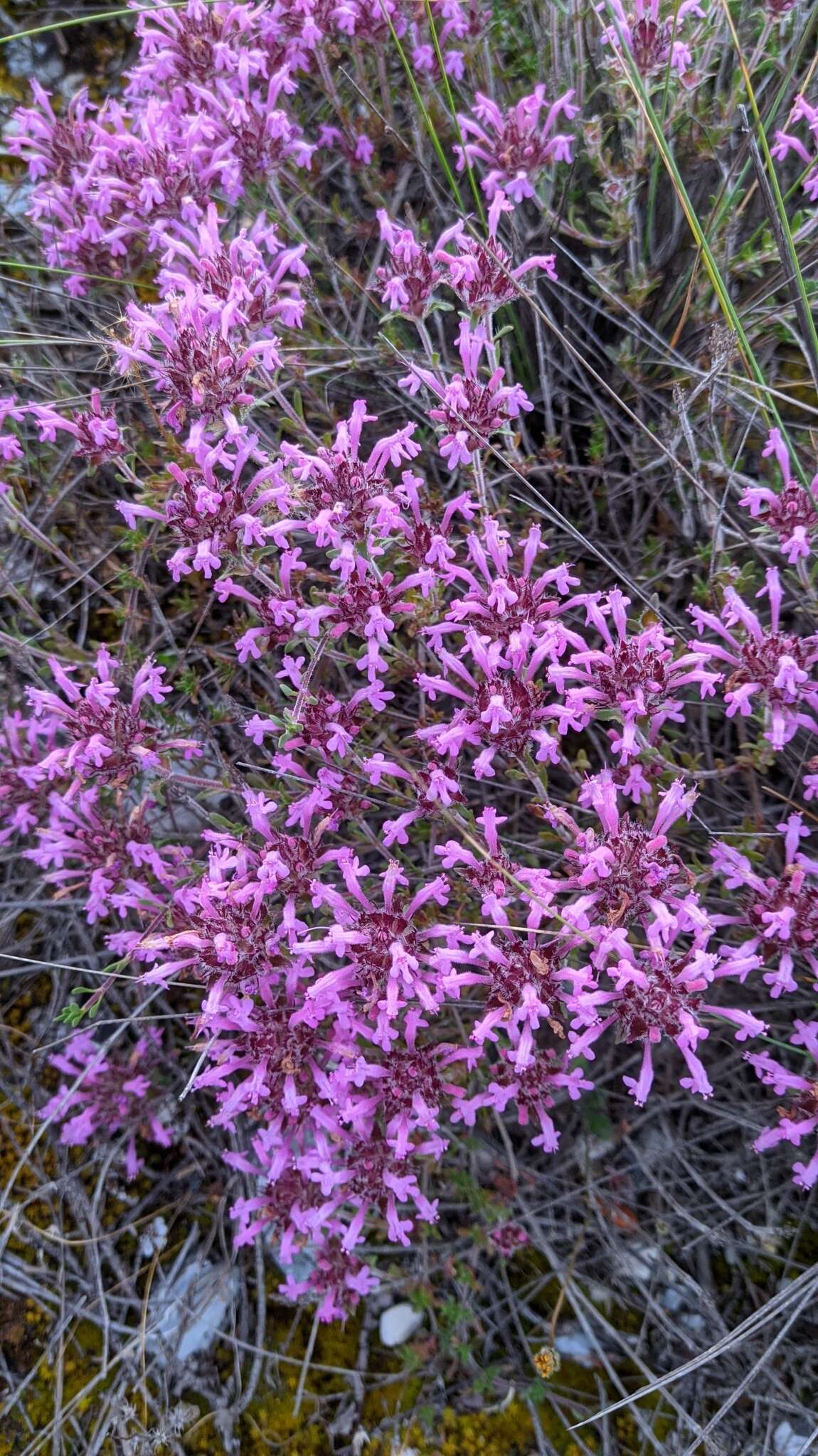 Image of Thymus longiflorus Boiss.