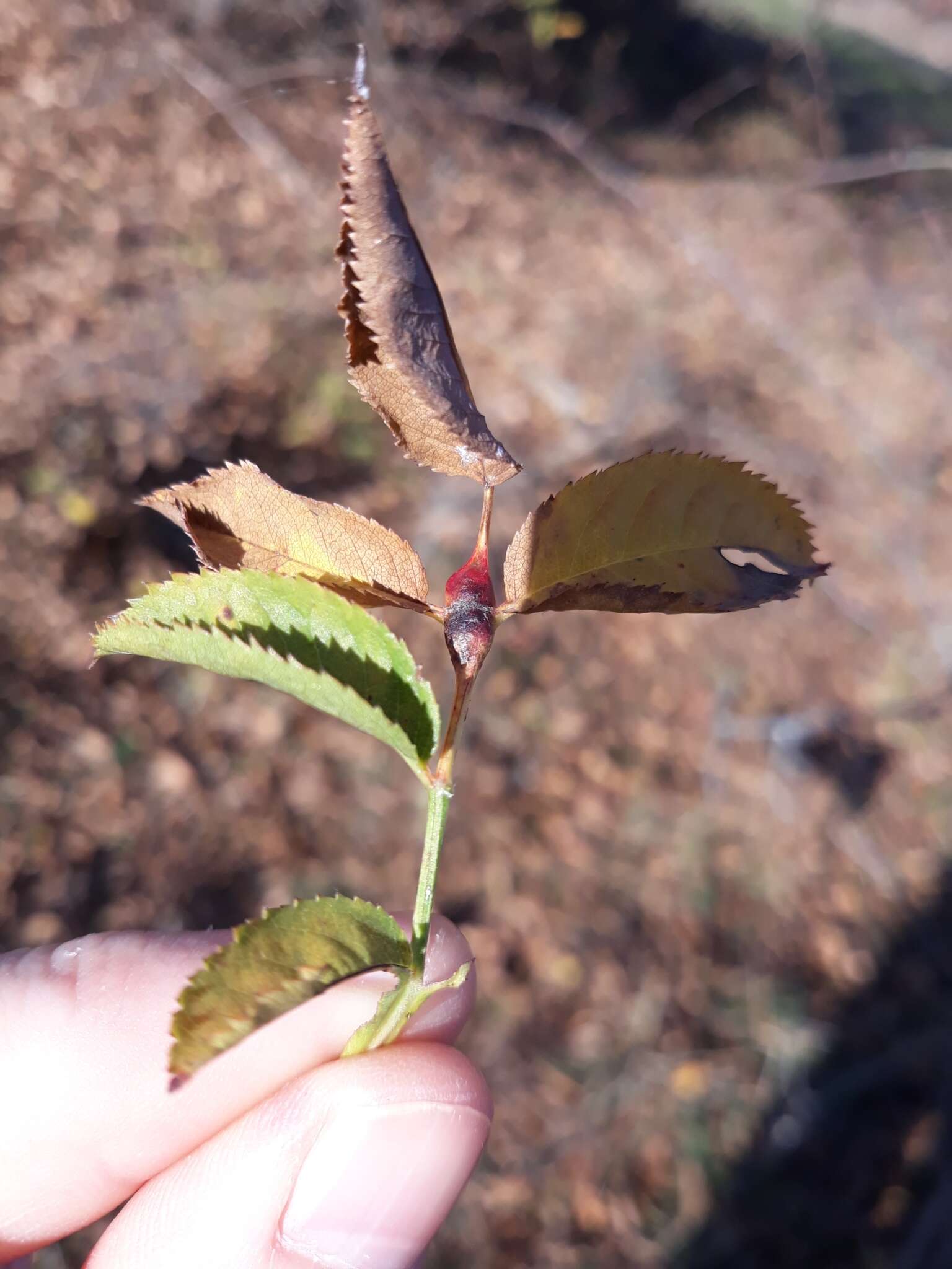 Plancia ëd <i>Diplolepis spinosissimae</i>