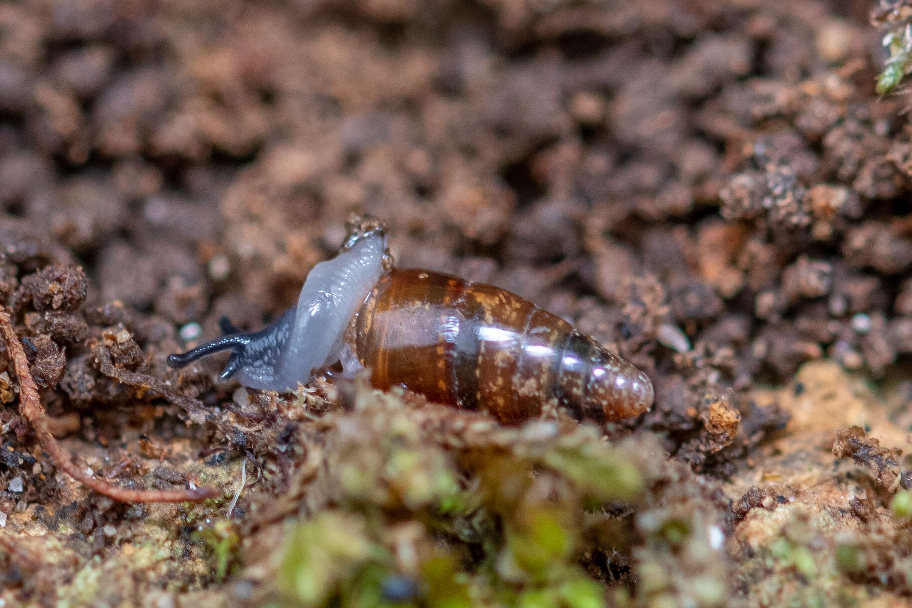 Image of Three-toothed Moss Snail