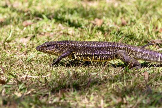 صورة Tupinambis cuzcoensis Murphy, Jowers, Lehtinen, Charles, Colli, Peres Jr., Hendry & Pyron 2016