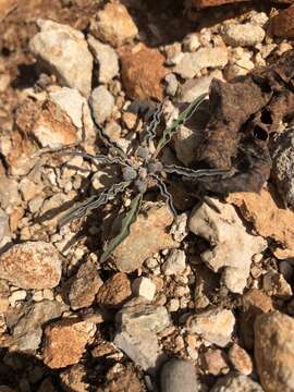 Image of Euphorbia hadramautica Baker