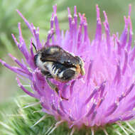 Image of Megachile octosignata Nylander 1852