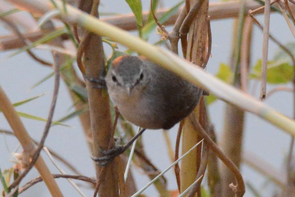 Image of Lesser Swamp Warbler