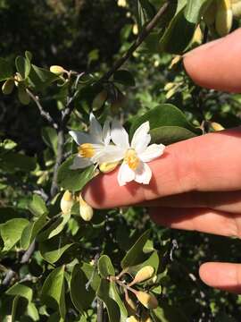 Plancia ëd Styrax redivivus (Torr.) Wheeler