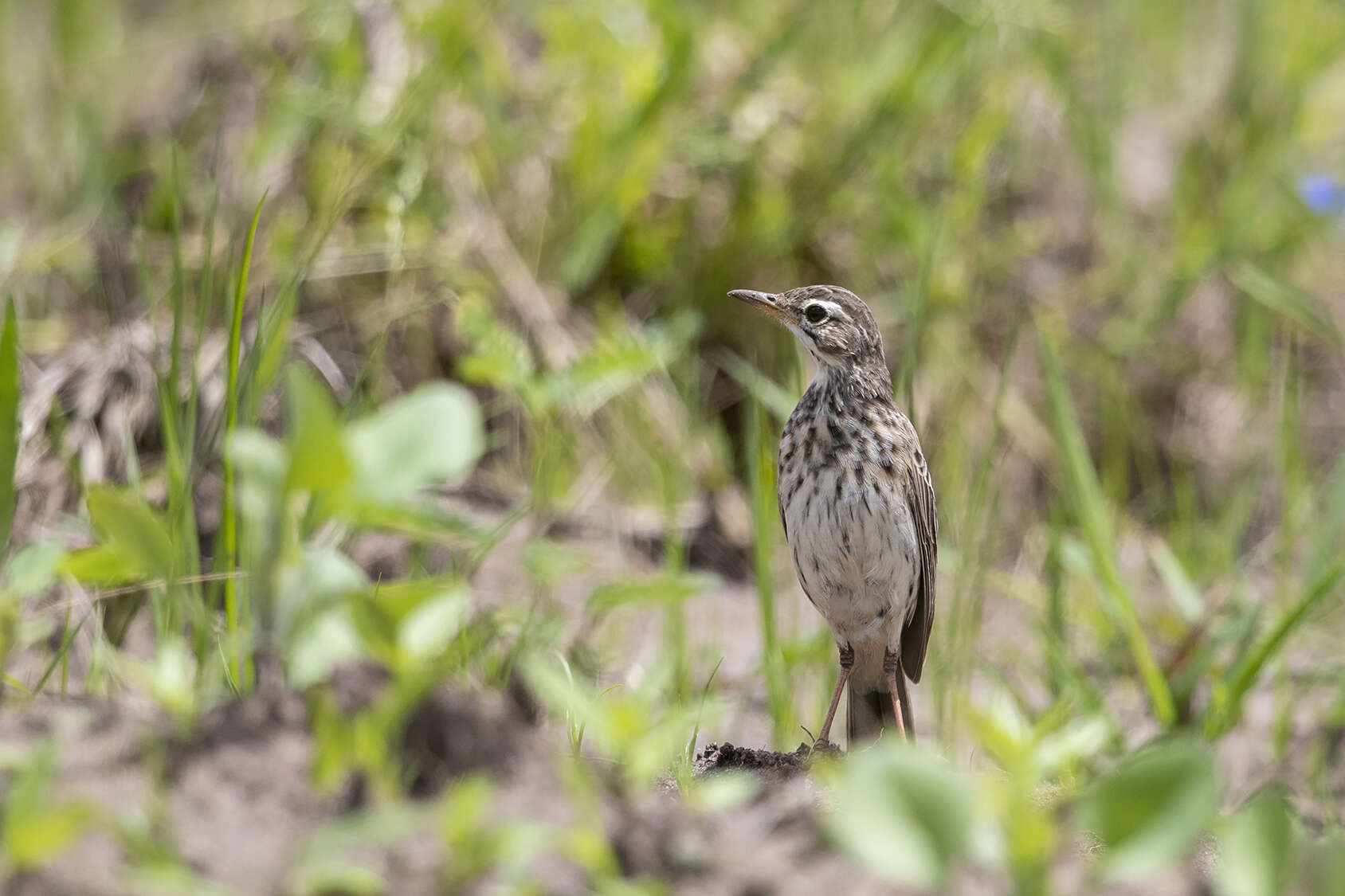 Image of Malindi Pipit