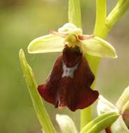 Image of Fly orchid