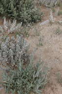 Image of garden baby's-breath