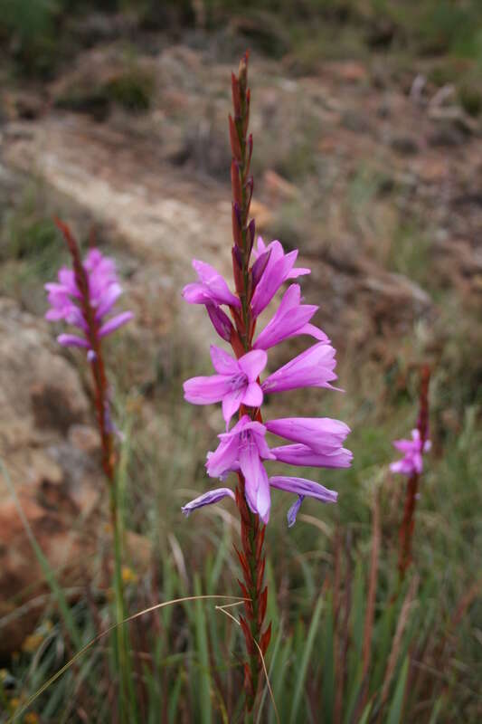 Image of Watsonia confusa Goldblatt