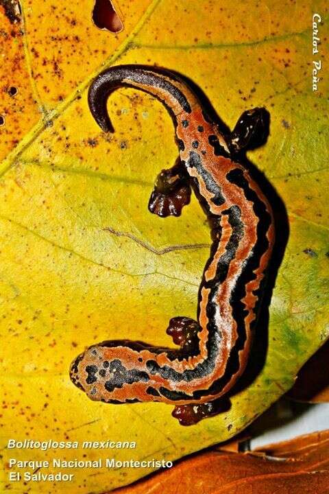 Image of Black-and-Gold Salamander