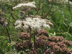 Image of wild angelica