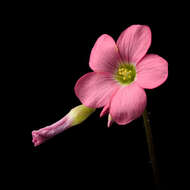 Imagem de Oxalis tetraphylla Cav.