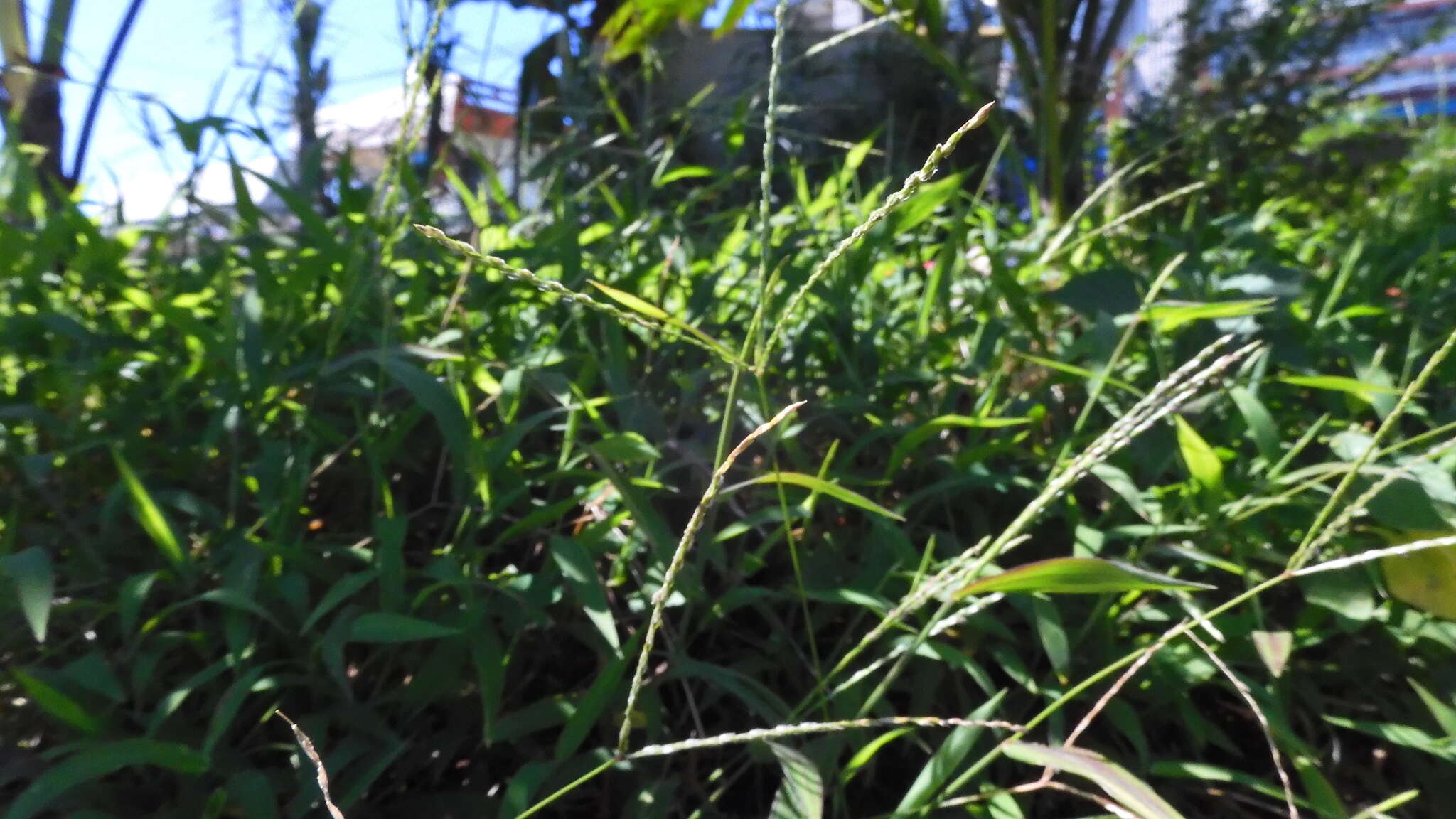 Image of Trailing Crab Grass