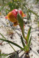 Image of Gladiolus speciosus Thunb.