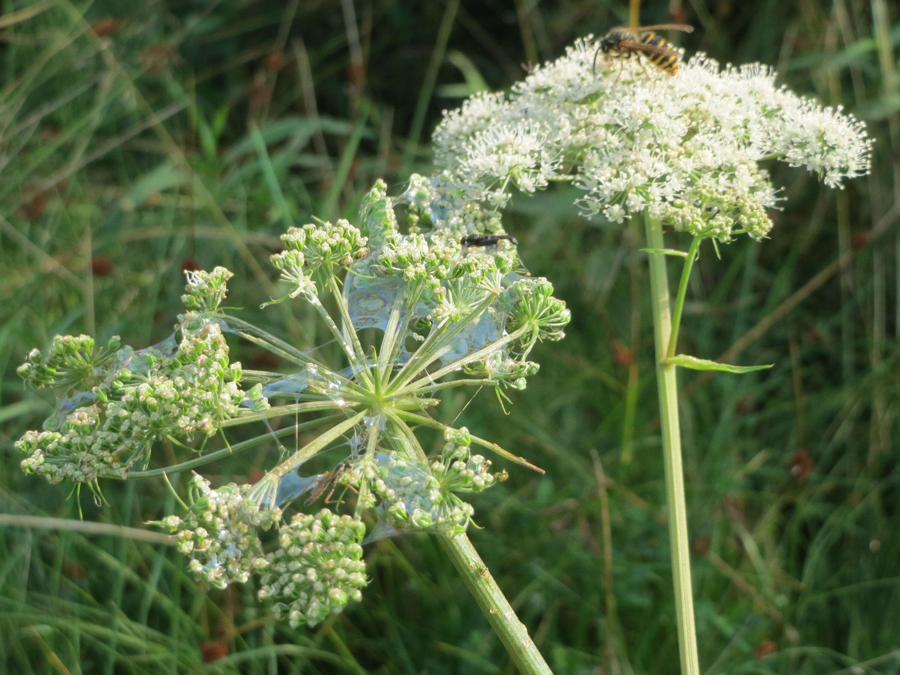 Image of wild angelica