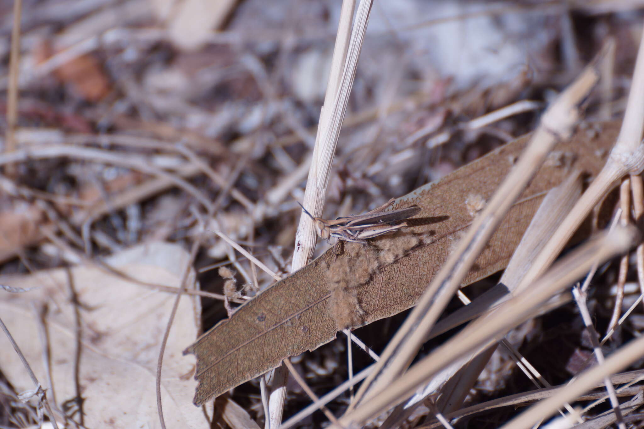 Froggattina australis (Walker & F. 1870) resmi