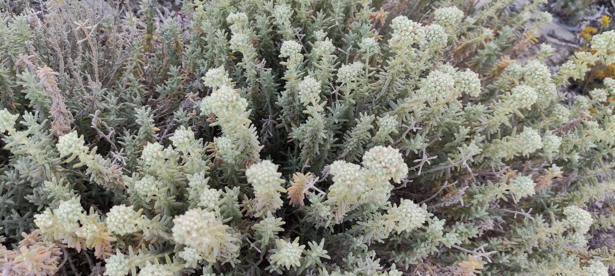 Image of Teucrium dunense Sennen