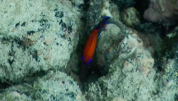 Image of Galapagos ringtail damselfish