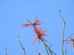 Слика од Erythrina goldmanii Standl.