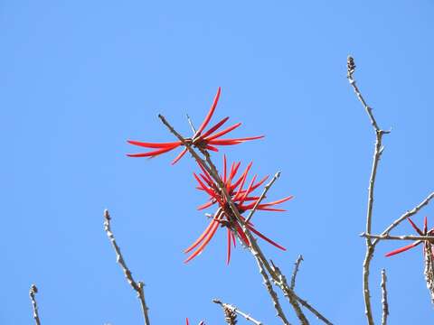 Imagem de Erythrina goldmanii Standl.