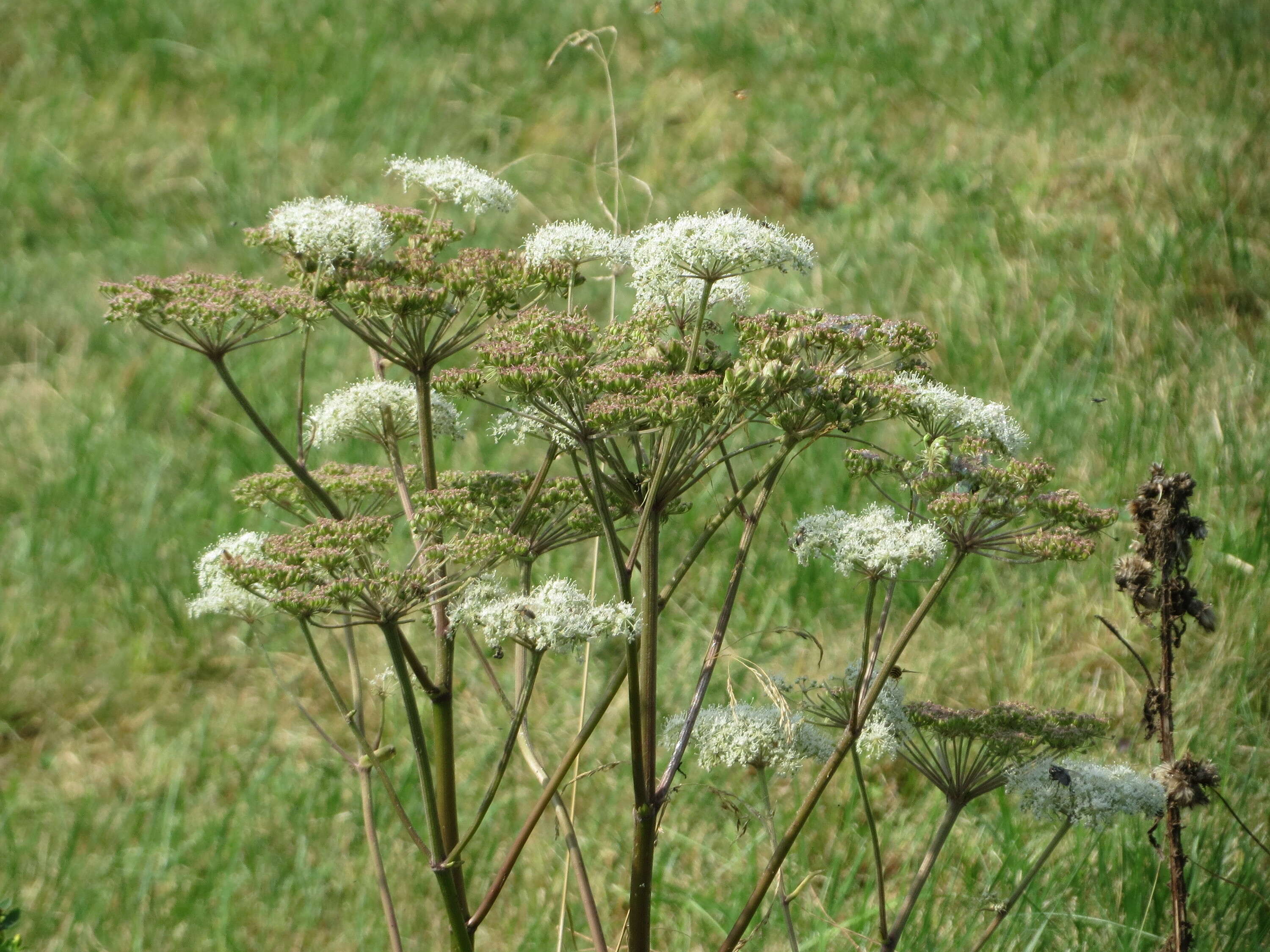 Image of wild angelica