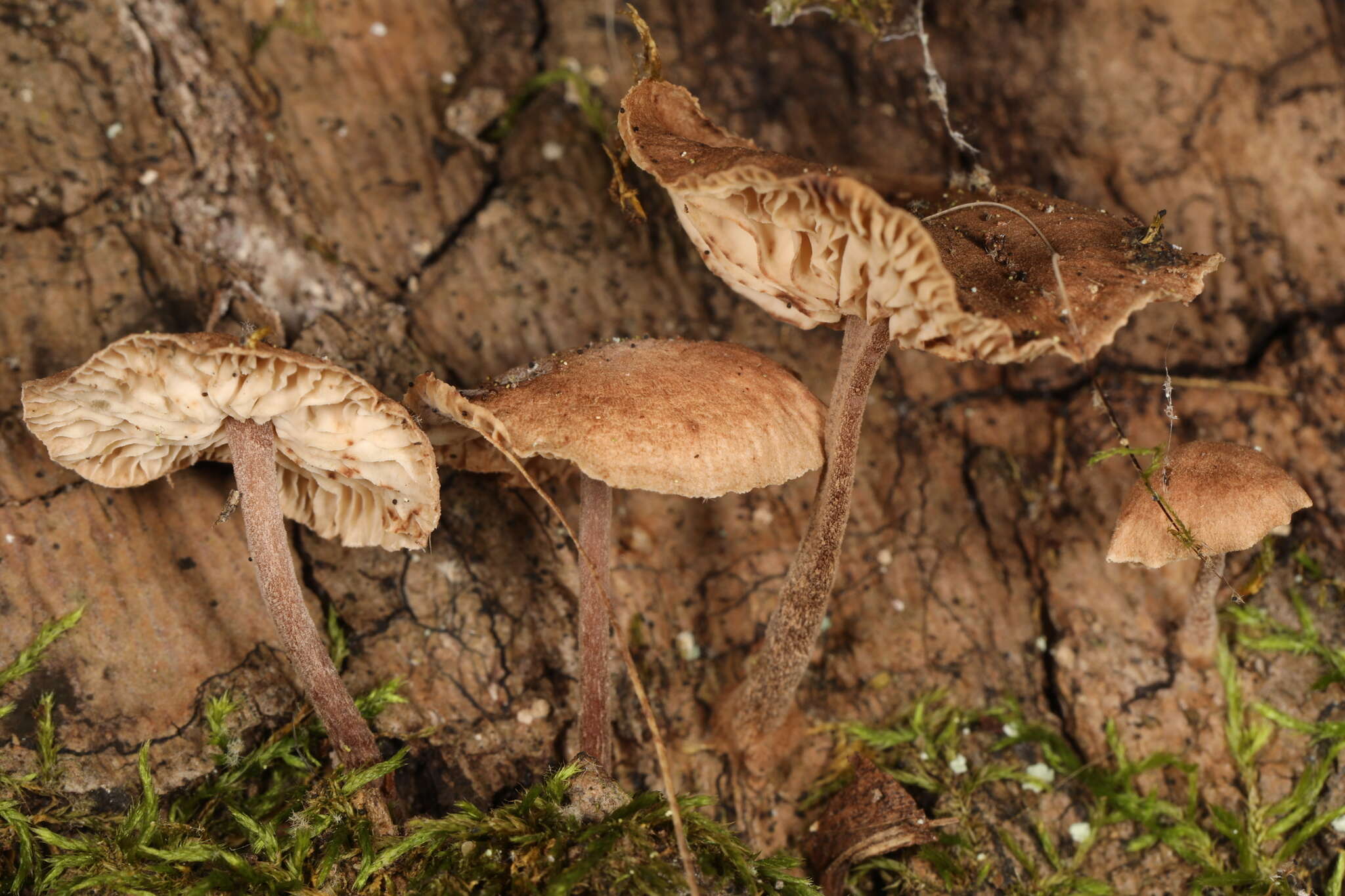 Image of Gymnopus barbipes R. H. Petersen & K. W. Hughes 2014