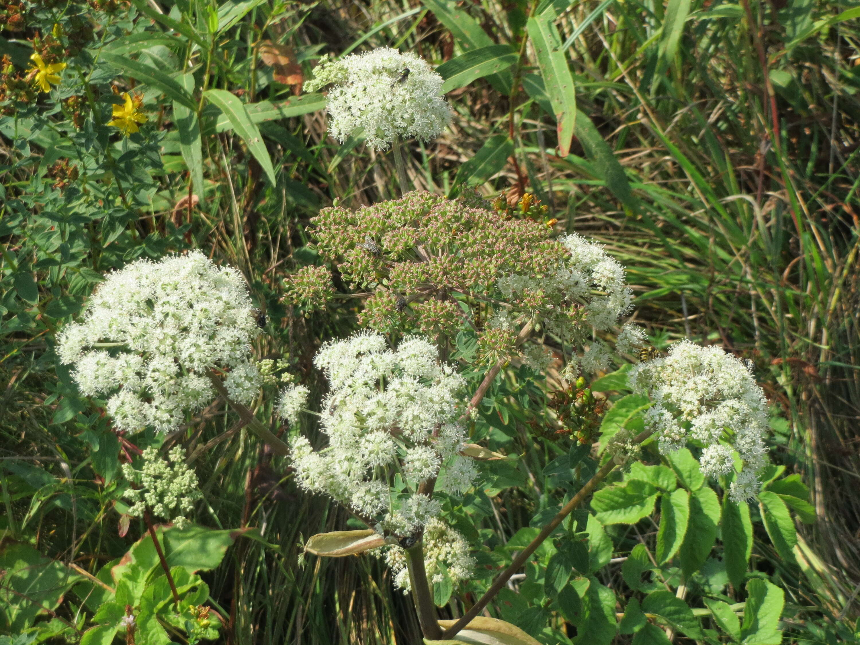 Image of wild angelica