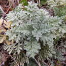 Image of Anthemis punctata Vahl